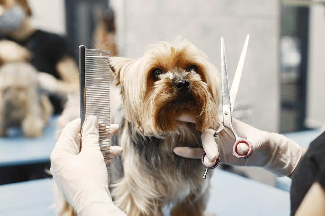 haircut for Yorkshire Terrier