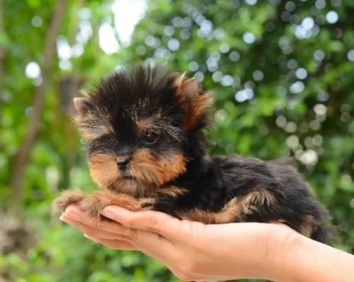 puppy in nature