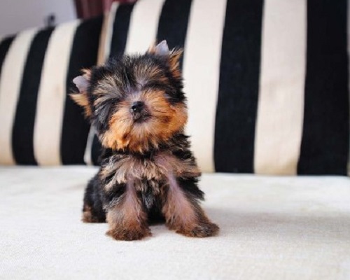 puppy on the sofa