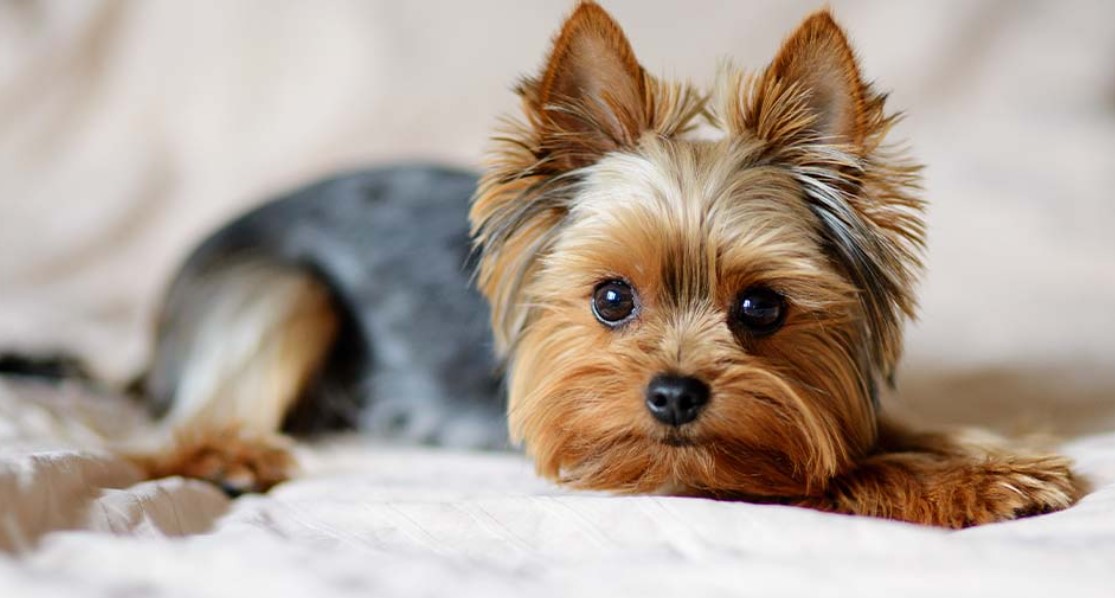 photo Yorkshire Terrier