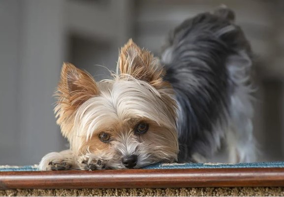 Yorkshire Terrier's exercise